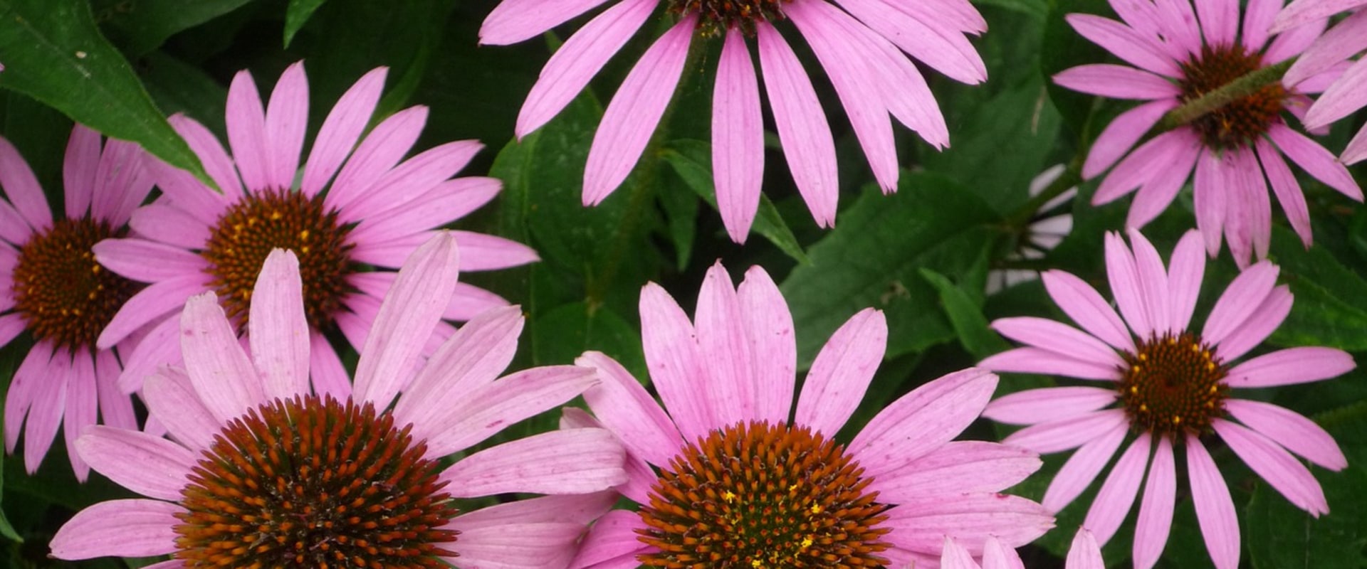 Echinacea Tea for Herpes: Benefits and Uses