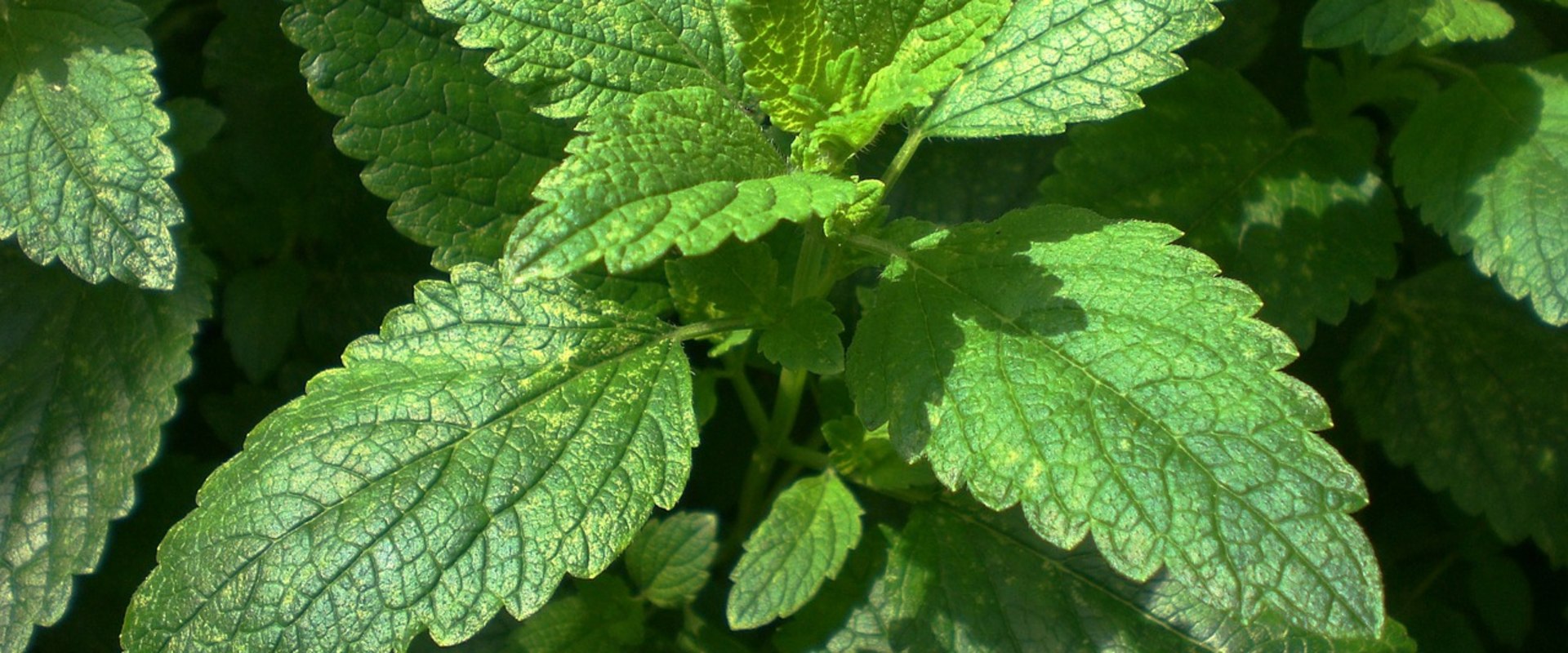Lemon Balm Tea for Herpes: Benefits and Uses