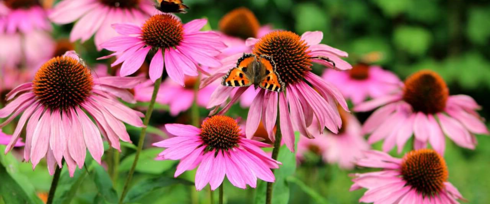 The Benefits of Echinacea Tincture for Herpes
