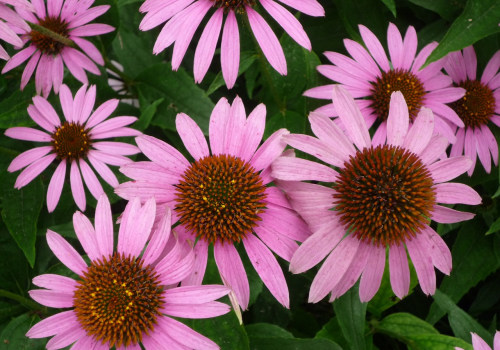 Echinacea Tea for Herpes: Benefits and Uses